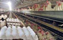 صادرات 77 هزار تن تخم‌مرغ/ جلوگیری از سودجویان صادراتی