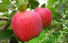 کشاورزان پاکستان خواستار تعیین تعرفه گمرکی برای سیب وارداتی از ایران شدند