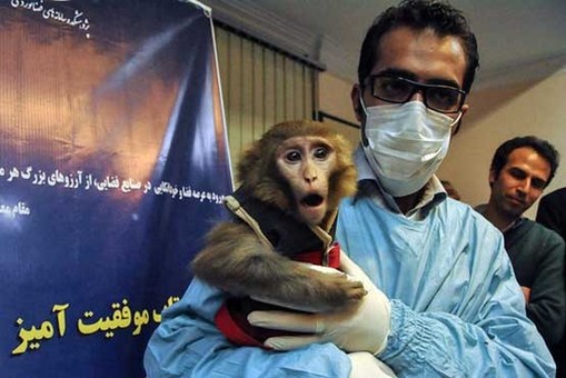 توجیه کشتار میمون‌های وارداتی با بیماری خطرناک «ابولا»