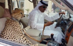 حیوانات خانگی بچه پولدارهای عرب - عکس