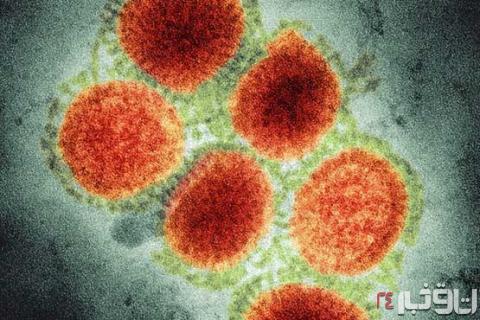 وحشت داعشی ها از آنفلوانزای خوکی + تصاویر