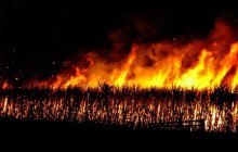 رئیس اداره محیط زیست اهواز: سوزاندن مزارع نیشکر بازهم هوا را آلوده کرد