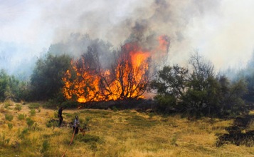 وزش بادگرم و احتمال خطر آتش سوزی جنگل های گیلان