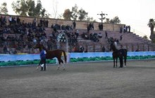 برگزاری جشنواره ملی زیبایی اسب اصیل عرب خوزستان در شوش