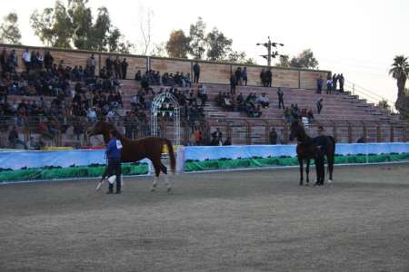 برگزاری جشنواره ملی زیبایی اسب اصیل عرب خوزستان در شوش