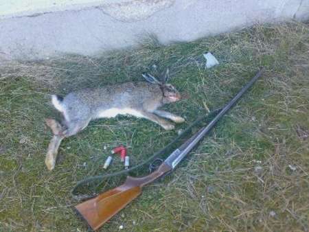 دستگیری یک شکارچی خرگوش در تکاب