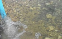 50 هزار قطعه بچه ماهی در دریاچه پشت سد شهدای محرم دهلران رها سازی شد