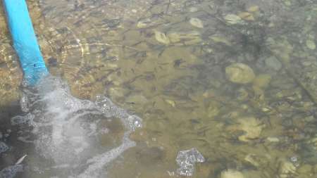 50 هزار قطعه بچه ماهی در دریاچه پشت سد شهدای محرم دهلران رها سازی شد