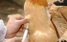 150 هزار قطعه پرنده بومی کرمانشاه علیه بیماری نیوکاسل واکسینه شدند