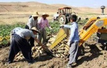 هدیه 230 میلیارد ریالی دولت به کشاورزان آذربایجان شرقی