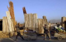 'داعش' در افغانستان و پاکستان تجارت چوب راه انداخته است