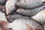 افزایش گسترده گونه وحشی و مخرب ماهی تیلاپیا در منابع آبی خوزستان