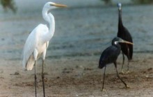 شناسایی 239 گونه از 509 گونه پرنده گزارش شده ایران در جزیره قشم