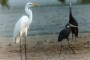 شناسایی 239 گونه از 509 گونه پرنده گزارش شده ایران در جزیره قشم