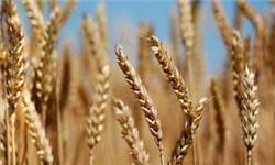 تولید یک هزار تن گیاه دارویی در هرمزگان