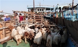 صادرات بیش از ۹۳ هزار رأس دام زنده از خوزستان