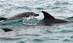 مقری در قشم نداریم/ با گشتزنی و گزارشات مردمی پیگیر صید غیرمجاز هستیم