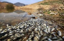 مرگ هزاران ماهی در یک بند خاکی خراسان شمالی در هاله ای از ابهام
