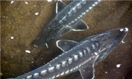 تولید 700کیلو خاویار در مرکز پرورش ماهیان خاویاری جویبار