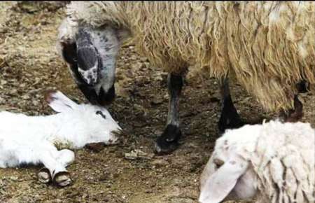 جولان مرگبار تب برفکی بین احشام ایلام