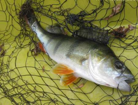 ماهیان بومی تالاب انزلی در خطر انقراض هستند