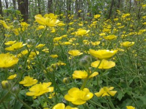 marznews-1395-01-07--018-1