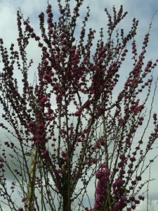 marznews-1395-01-07--018-12