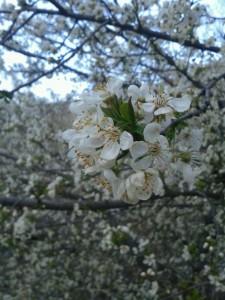 marznews-1395-01-07--018-13