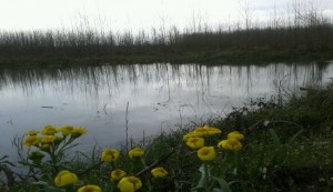 طبیعت شمال ـ گیلان