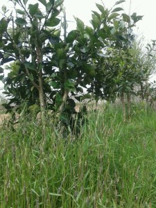 marznews-1395-01-07--018-4