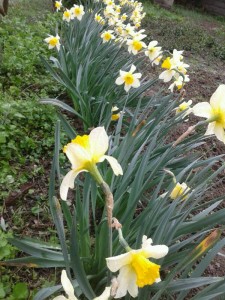 marznews-1395-01-07--018-7