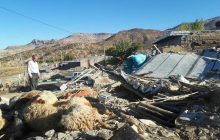 مدیرکل دامپزشکی کرمانشاه:  برای معدوم سازی لاشه حیوانات در مناطق زلزله زده امکانات نیاز داریم