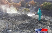 رئیس شبکه دامپزشکی جوانرود خبر داد: روستاهای جوانرود از لاشه دام های تلف شده پاکسازی شد