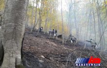 مدیر کل منابع طبیعی گلستان: ۱۸۰ هکتار از جنگل‌های گلستان در آتش سوخت