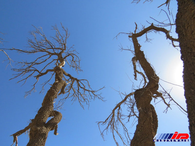 35 درصد مساحت خراسان جنوبی گرفتار خشکسالی حاد است