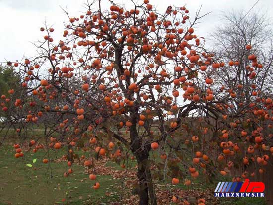 ۲۵۰ تُن خرمالو از باغات رودسر برداشت شد