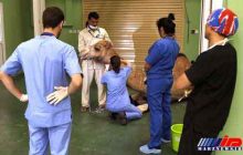 ایجاد اولین بیمارستان شتر جهان در دبی