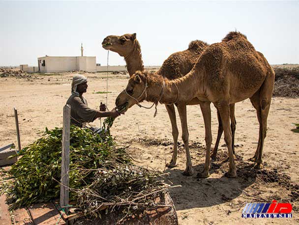 پلاک گذاری شتر‌ها در شهرستان جاسک