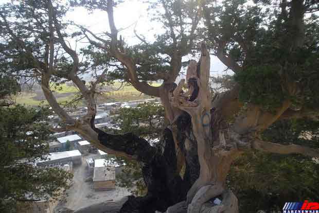 درختان ۳هزار ساله «بان سرو» فرصت گردشگری ایلام