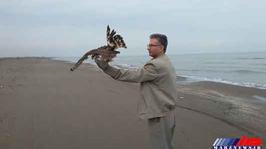 رهاسازی یک بهله سنقر خاکستری در شهرستان رودسر