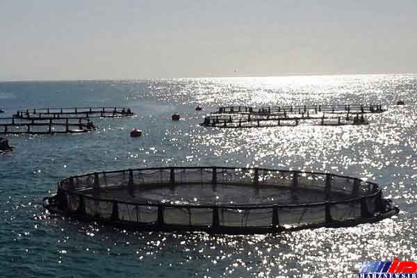 سواحل مکران مستعد پرورش سالانه ۳۰۰ هزار تن ماهی در قفس