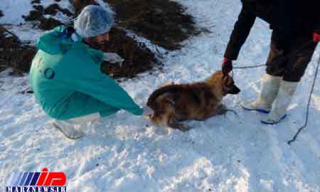 طی 10 ماهه سالجاری بالغ بر 1000قلاده سگ علیه بیماری هاری واکسیناسیون شدند