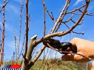 هرس بیش از1000هکتار از باغات سیب آمل