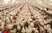 پلمب یک واحد مرغداری ۱۴ هزار قطعه ای در هرسین