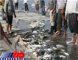 افزایش 13 درصدی صید ماهیان استخوانی در مازندران