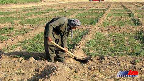 باید از توانمندی های علمی در کشاورزی کردستان استفاده شود