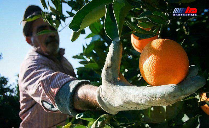 برداشت محصول مرکبات از 11 هزار هکتار باغهای گیلان