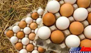 توزیع 10 هزار تن تخم مرغ وارداتی در آذربایجان شرقی