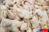 حبس تعزیری جزای عرضه و کشتار مرغ زنده