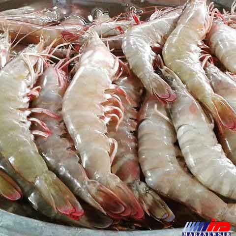 سرانه مصرف میگو درایران حدود 50 گرم است